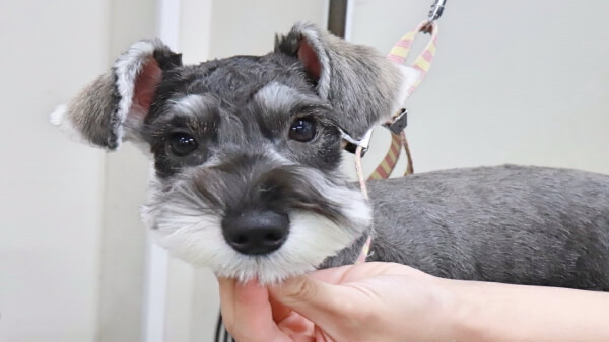 Pet's go 愛犬美容室
