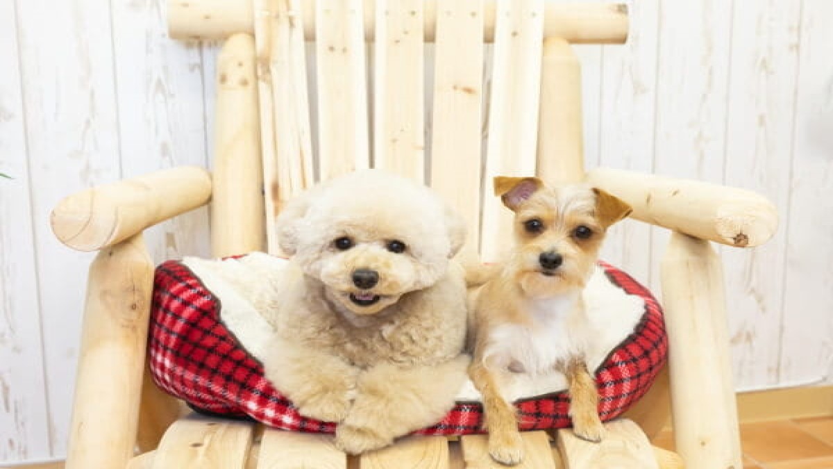 Trimming for dog スノール