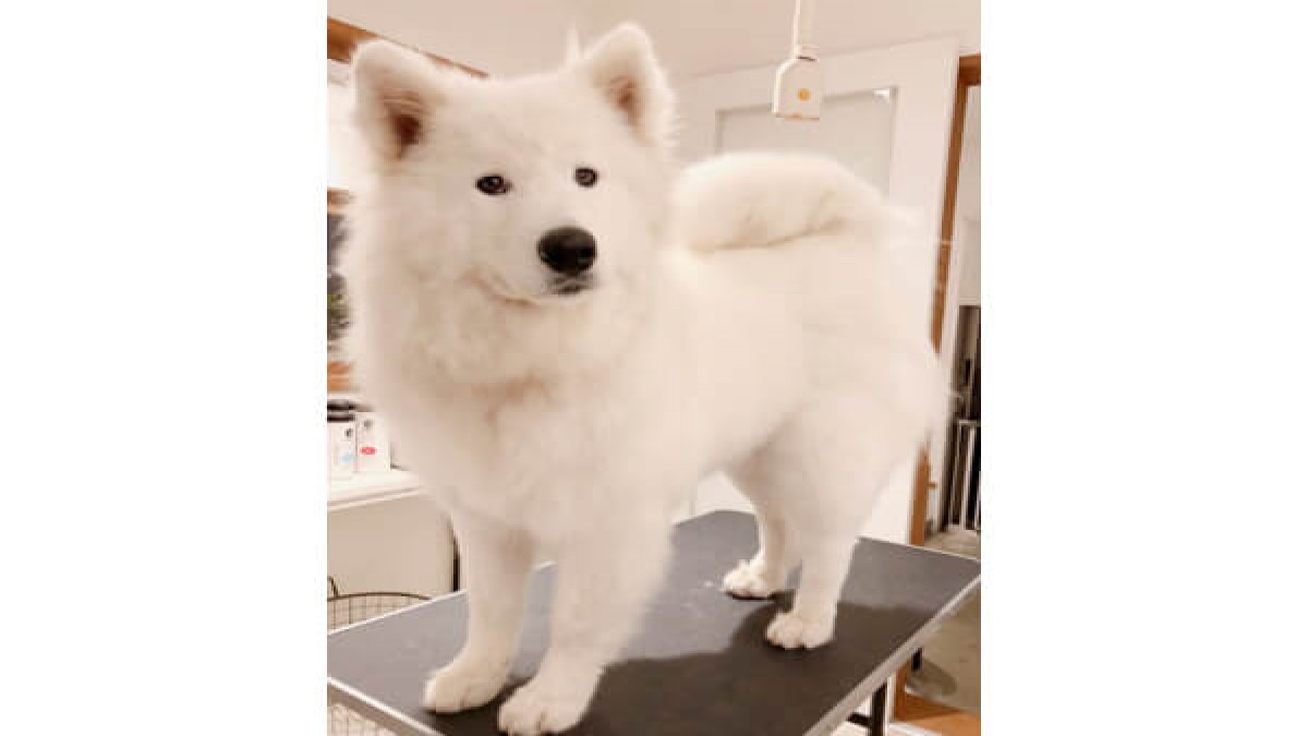 DOG SALON ACCA