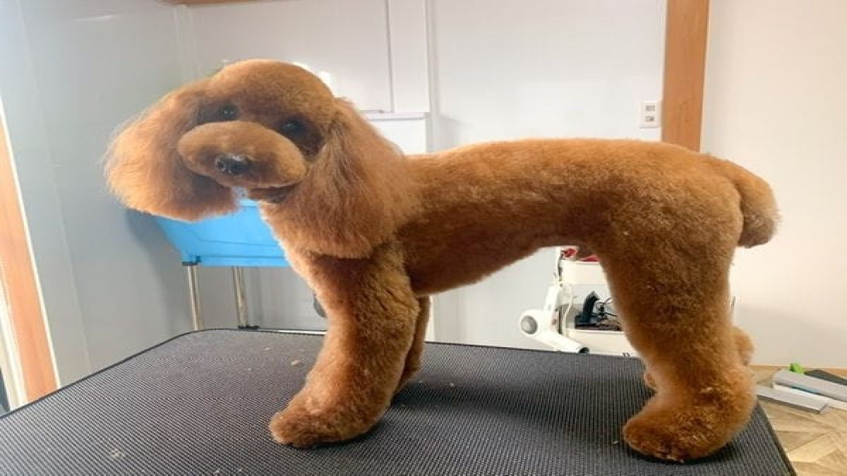 トリミングハウスHARUTA