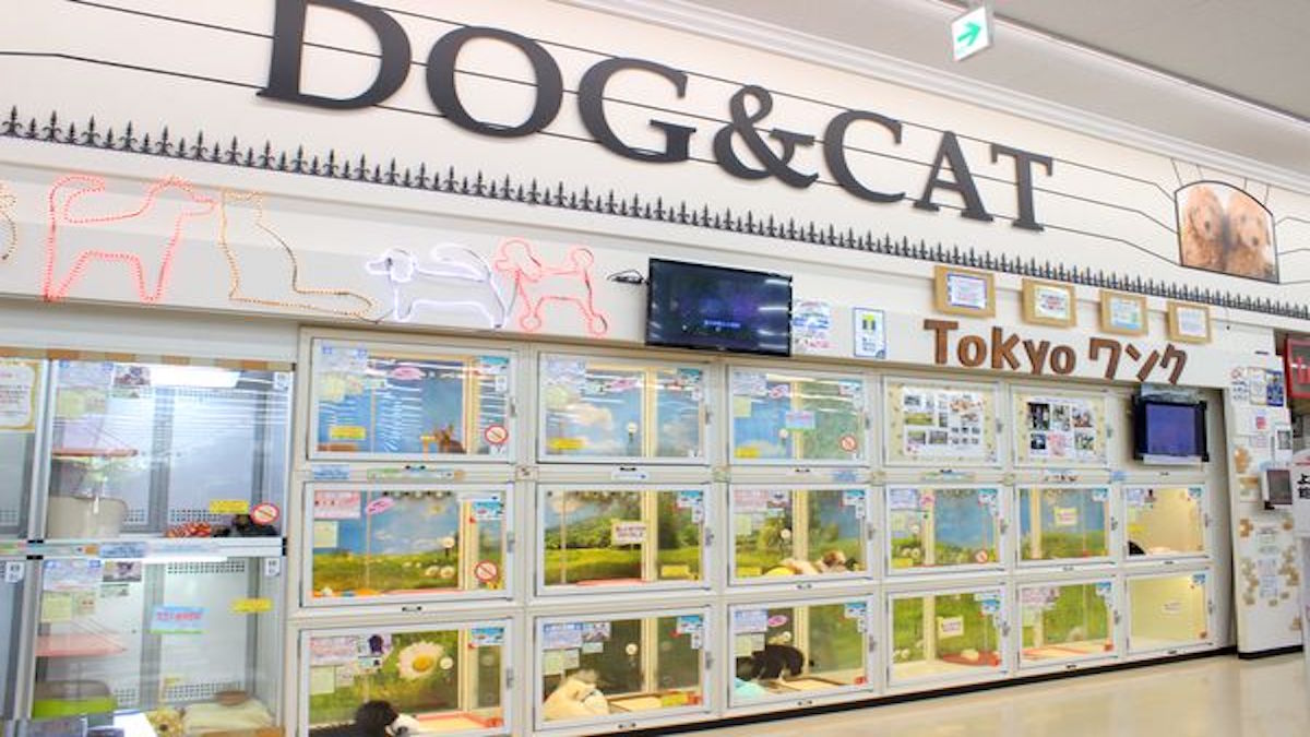 トウキョウワンク 草加店