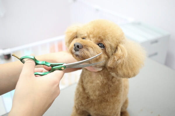 Dog salon La laine