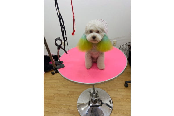 Pet Salon Lien