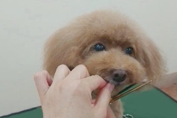 Dog Salon Pixie Bob
