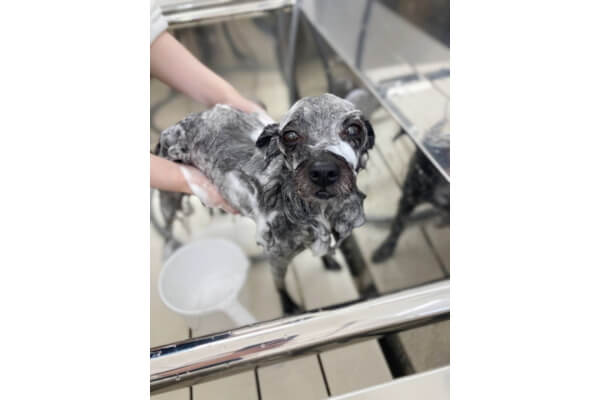 Dog Salon Cherir