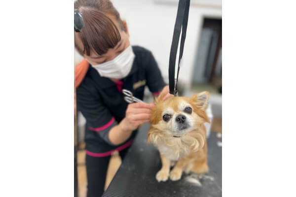 dog salon&hotel moco 藤沢店