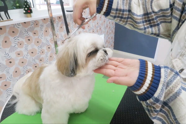 Dog care salon Felice