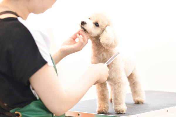 Sweet Tomboy Dog 犬写真